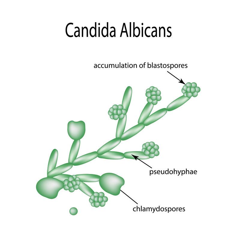 Candida: Understanding Its Role in the Microbiome and the Blood - The ...